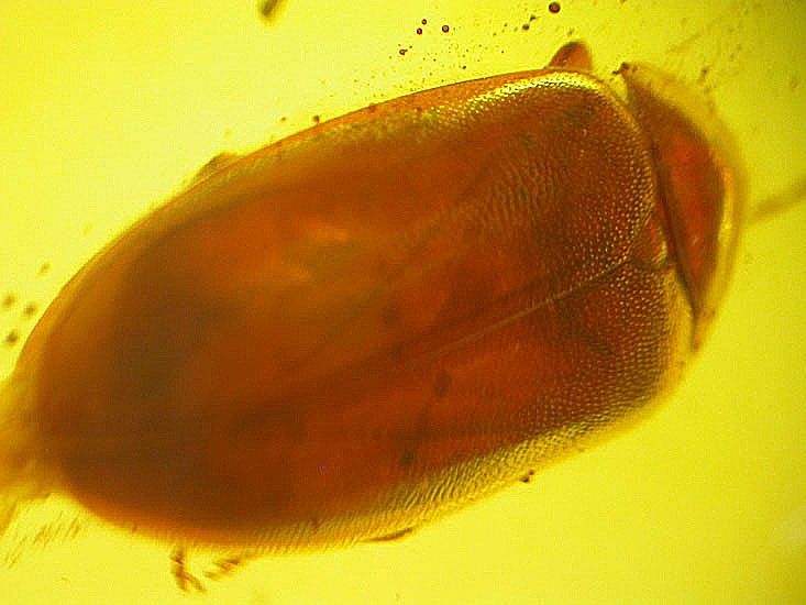   beetle fossil inclusion in large crystal clear Baltic amber stone