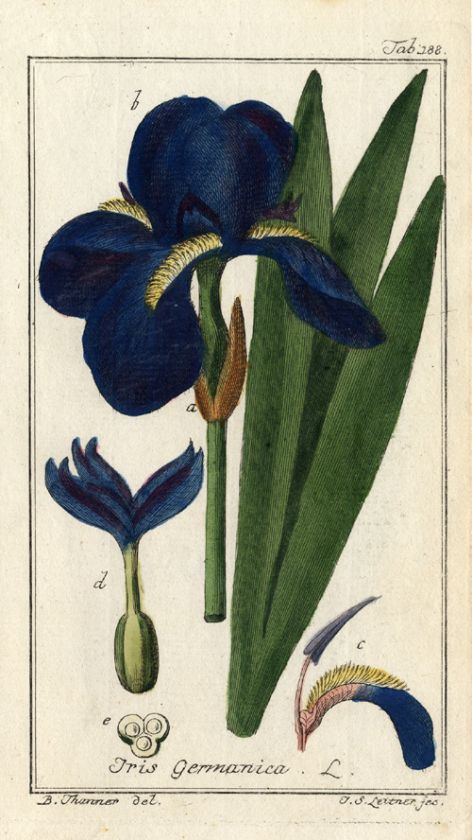 Antique Flora Print GERMAN IRIS GERMANICA Zorn 1780  