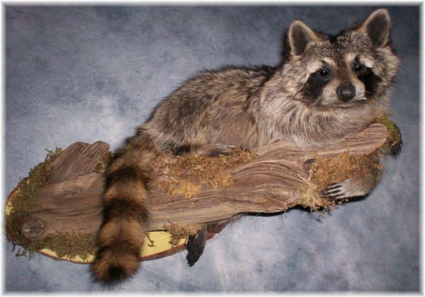 BEAUTIFUL RACCOON TAXIDERMY MOUNT WILDLIFE ART  