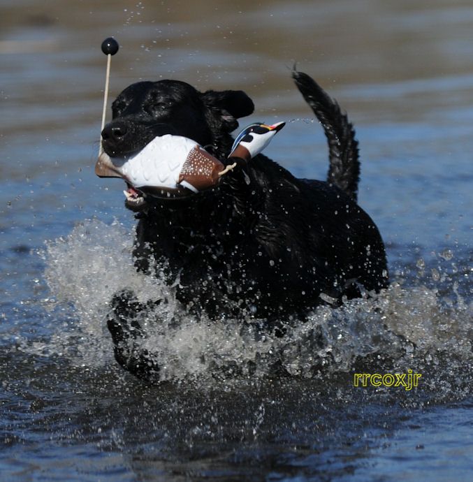 AVERY GREENHEAD GEAR GHG ATB WOOD DUCK EZ BIRD DOG TRAINING DUMMY 