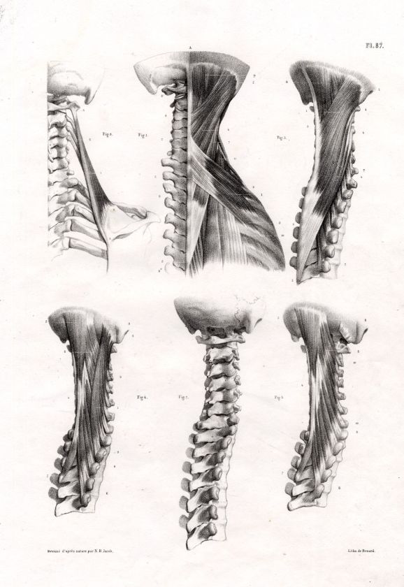 Antique Medical Anatomy Prints MUSCLES BACK SPINE NECK Bourgery 1831 