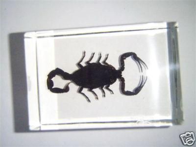 Black Scorpion Specimen (Dyed Chinese Golden Scorpion)  