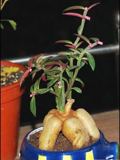   var rubellum monadenium montanum is one of our ultra favorite plants