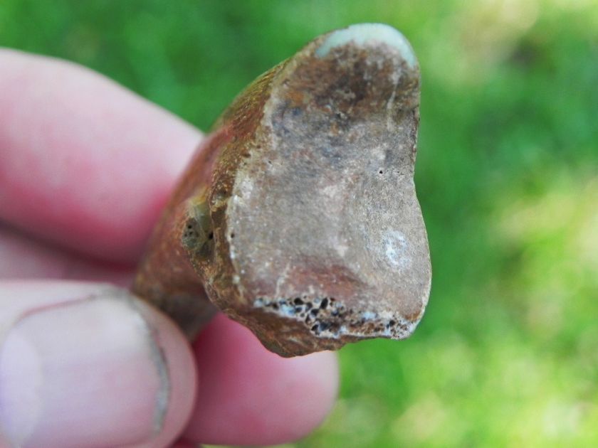 Chirostenotes Fossil Dinosaur Foot Claw LATE CRETACEOUS  