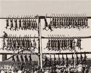 Rare Image of 73 Deer Hanging On Display In Klamath Falls Oregon On 