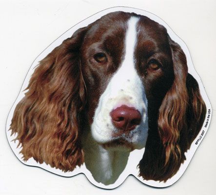 English Springer Spaniel Dog Head Car Magnet  