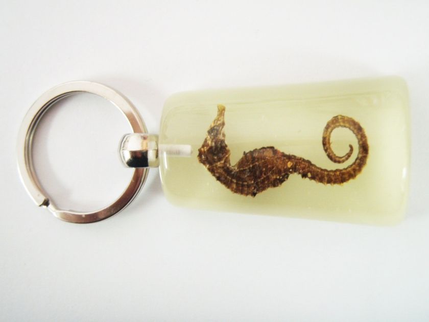 Sea Horse Specimen Keychain    Hippocampus kuda (Glow)  