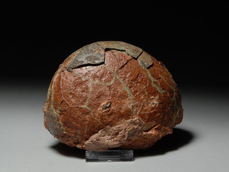 Fossilized Dinosaur Egg Hadrosaur Fossil  