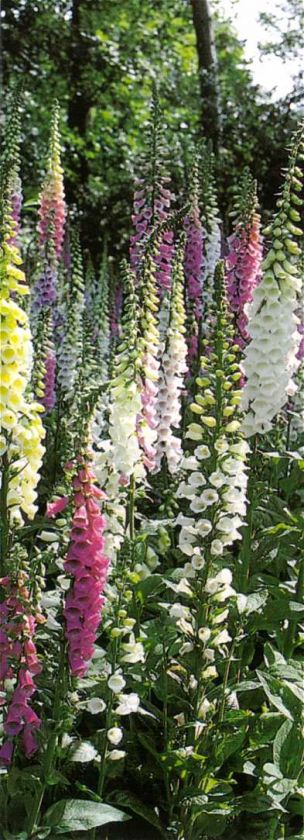 FOXGLOVE DIGITALIS WANT HUMMINGBIRDS? OVER 2000 SEEDS  