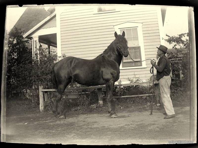 ANT GLASS NEGATIVE PHOTOGRAPH PLATE 19C HORSE FARMER  