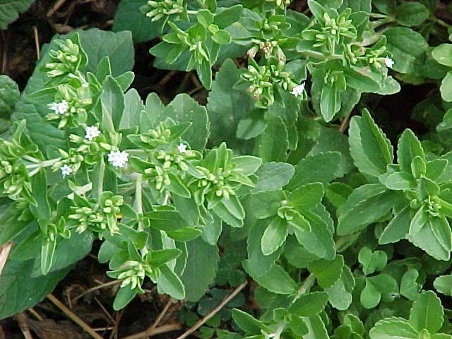 Stevia  Rebaudiana  25 seeds  