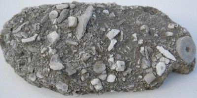 COMPACTED MASS OF CRINOID STEM FOSSILS IN LIMESTONE  