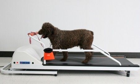 PET RUN PROFESSIONAL DOG TREADMILL by GO PET up to 45lb  