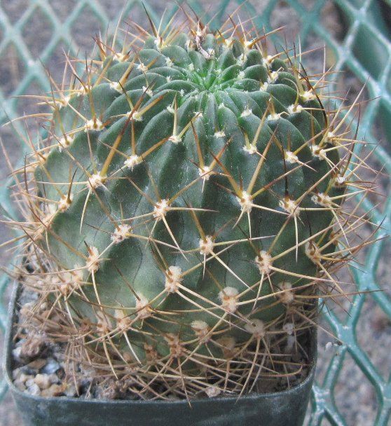 Lobivia aculeata Multi Stem Pink Red Flowers Cactus 76  