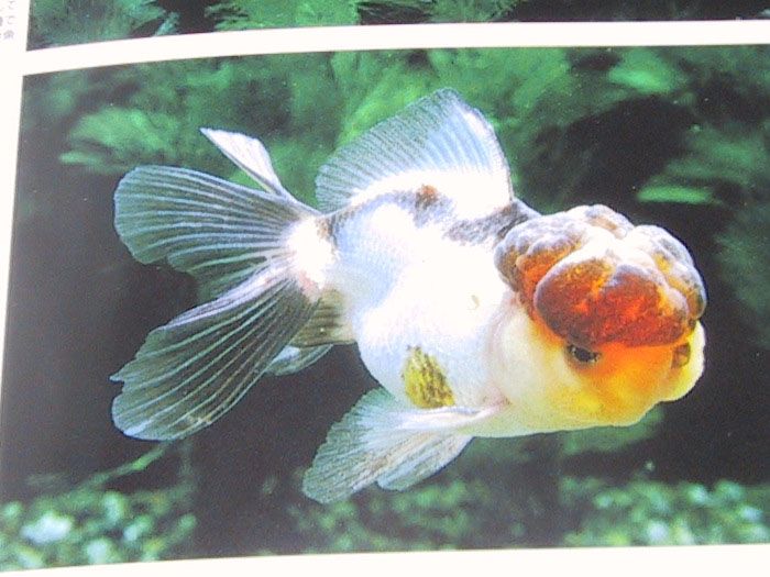 Fish Book P Fancy Japanese Goldfish Ranchu Tropical R  